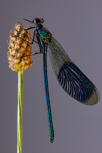 View of a metallic blue damselfly covered in dew drops perched on a plant stem against a grey background in Wittenheim Grand Est France.