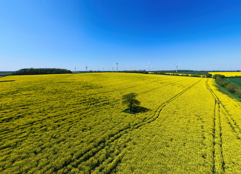 Aerial view of the New Albion Wind Farm and a vibrant yellow rapeseed field with a solitary tree under a clear blue sky in Rushton England United Kingdom. Aerial view of the New Albion Wind Farm and a vibrant yellow rapeseed field with a solitary tree under a clear blue sky in Rushton England United Kingdom.