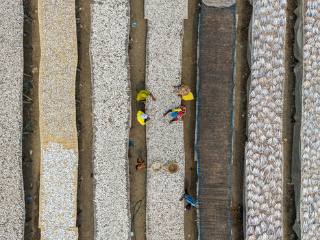 Cox s Bazar Bangladesh 11 March 2026 Aerial view of workers tending to rows of small fish drying on mats under the sun. Cox s Bazar Bangladesh 11 March 2026 Aerial view of workers tending to rows of small fish drying on mats under the sun.
