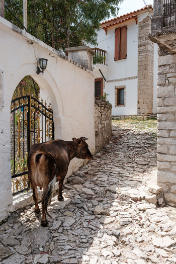 View of a brown cow walking along a narrow cobblestone street past white stone houses with wooden shutters in a Mediterranean village Qeparo Fshat Vlore County Albania. View of a brown cow walking along a narrow cobblestone street past white stone houses with wooden shutters in a Mediterranean village Qeparo Fshat Vlore County Albania.