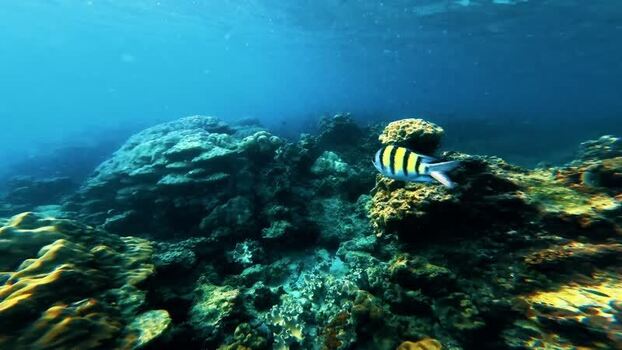 View of an underwater coral reef with a fish Thailand.