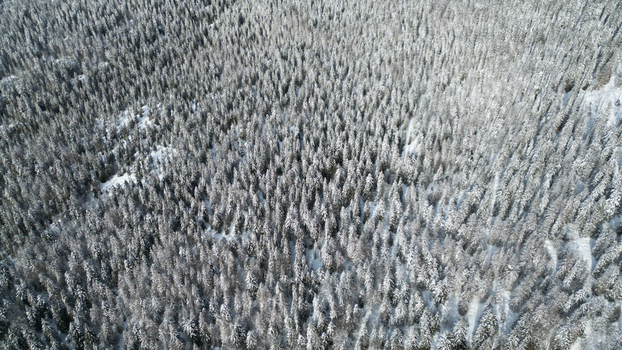 Aerial view of snow laden trees create a monochrome tapestry a winter wonderland stretching as far as the eye can see Mijoux Auvergne Rhône Alpes France. Aerial view of snow laden trees create a monochrome tapestry a winter wonderland stretching as far as the eye can see Mijoux Auvergne Rhône Alpes France.