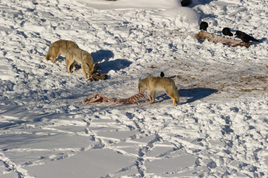 View of two coyotes scavenging on a carcass in a snowy landscape with ravens nearby in Yellowstone National Park Wyoming United States. View of two coyotes scavenging on a carcass in a snowy landscape with ravens nearby in Yellowstone National Park Wyoming United States.