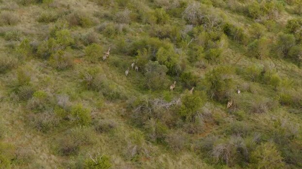 Aerial view of impala herd in bushveld South Africa.