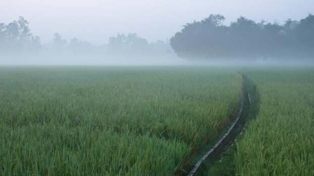 View of a misty rice field with an irrigation canal Bangladesh.
