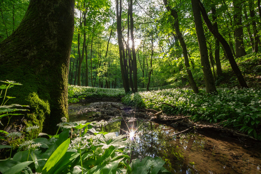View of the Hrudy nature area with a small stream and blooming wild garlic flowers under sunbeams in a lush green forest Bukova Trnava Region Slovakia. View of the Hrudy nature area with a small stream and blooming wild garlic flowers under sunbeams in a lush green forest Bukova Trnava Region Slovakia.