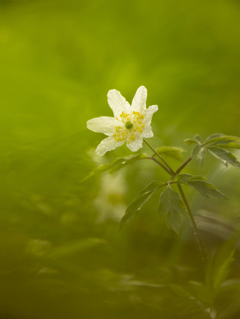 View of a delicate white Wood Anemone flower with water droplets on its petals set against a soft green background in Cambridgeshire United Kingdom.