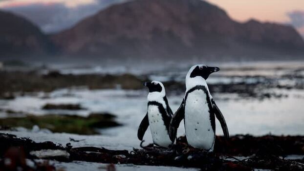 View of Stoney Point Penguin Colony South Africa. View of Stoney Point Penguin Colony South Africa.