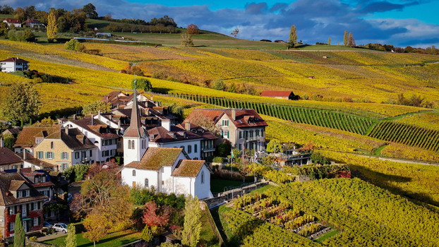 Aerial view of golden vineyards blanketing rolling hillsides contrasting against the quaint village nestled below F&eacute;chy Vaud Switzerland.