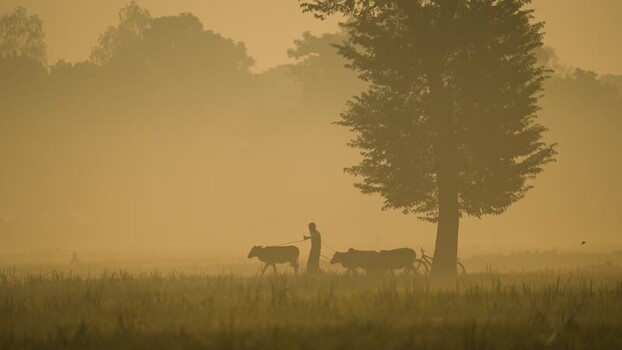 View of a farmer leading cows in a misty field at dawn Bangladesh.