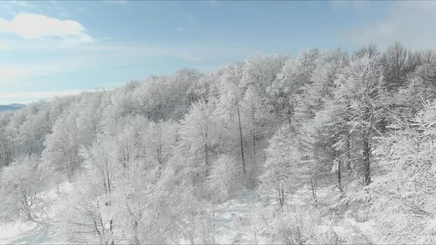 Aerial view of snow covered forest in Romania. Aerial view of snow covered forest in Romania.