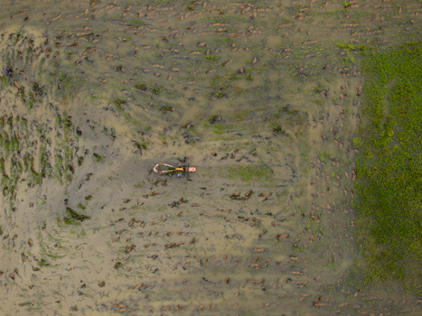 Aerial view of a small tractor working in a muddy water filled rice paddy field with green grass borders in Sumbawa West Nusa Tenggara Indonesia. Aerial view of a small tractor working in a muddy water filled rice paddy field with green grass borders in Sumbawa West Nusa Tenggara Indonesia.