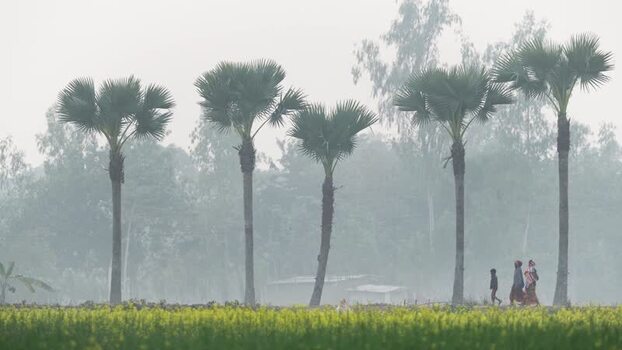 View of people walking past palm trees in the mist Bangladesh. View of people walking past palm trees in the mist Bangladesh.