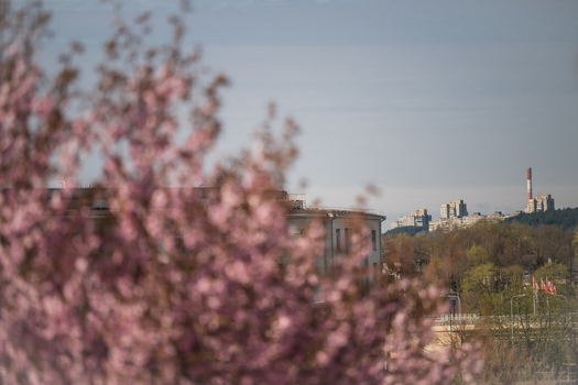 View of blooming cherry blossoms in the foreground with the city skyline and a tall chimney under a clear sky in Vilnius Vilnius County Lithuania. View of blooming cherry blossoms in the foreground with the city skyline and a tall chimney under a clear sky in Vilnius Vilnius County Lithuania.