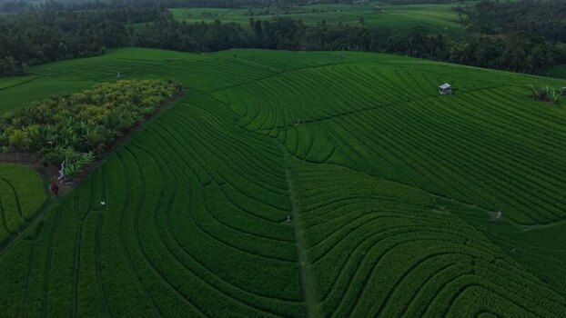 Aerial view of Soka Rice Field terraces in Indonesia.