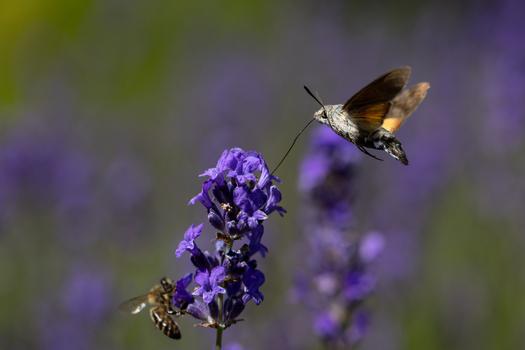 View of a hummingbird hawk moth hovering and feeding on a purple lavender flower with a bee nearby in a field Wittenheim Grand Est France.