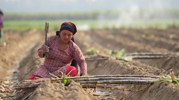 View of a woman farmer planting sugarcane in a field Nepal. View of a woman farmer planting sugarcane in a field Nepal.