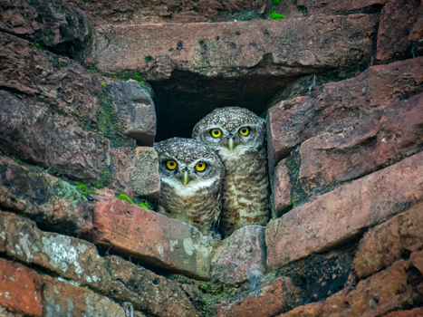 View of a pair of owls peering out from their brick nest their bright yellow eyes contrasting with the aged moss covered bricks Rajshahi Rajshahi Division Bangladesh.