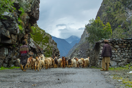 View of a herd of goats being driven along a mountain road by local men between steep rocky cliffs and stone walls Jaglot Gilgit Pakistan. View of a herd of goats being driven along a mountain road by local men between steep rocky cliffs and stone walls Jaglot Gilgit Pakistan.