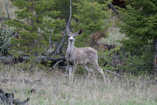 View of a deer standing in a grassy field with pine trees in the background in Canada. View of a deer standing in a grassy field with pine trees in the background in Canada.