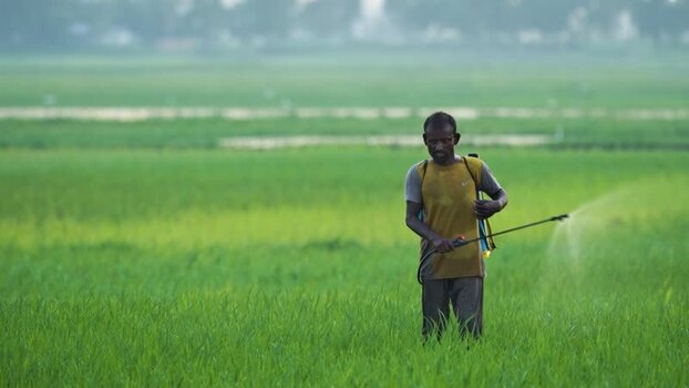 View of a farmer spraying pesticides in a green rice field Bangladesh. View of a farmer spraying pesticides in a green rice field Bangladesh.