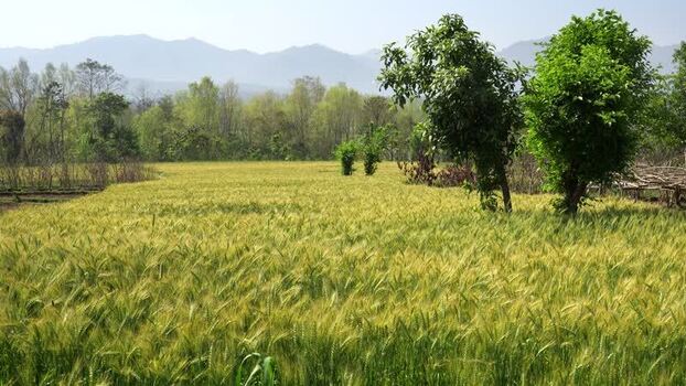 View of a lush green wheat field in Nepal. View of a lush green wheat field in Nepal.