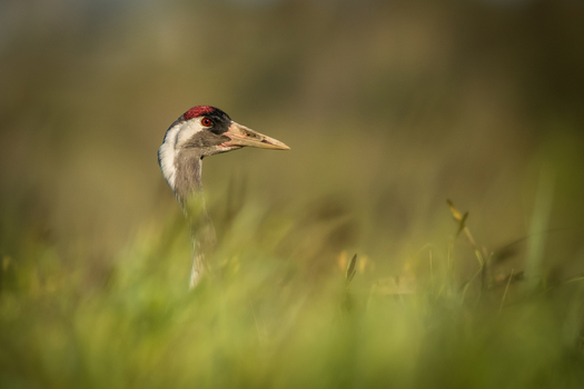 View of a common crane head peering through tall green grass in a natural wetland habitat in Debrzno Pomeranian Voivodeship Poland. View of a common crane head peering through tall green grass in a natural wetland habitat in Debrzno Pomeranian Voivodeship Poland.