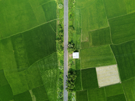 Aerial view of a straight road cutting through vibrant green rice fields with a small building and lush trees in Joypurhat Rajshahi Division Bangladesh. Aerial view of a straight road cutting through vibrant green rice fields with a small building and lush trees in Joypurhat Rajshahi Division Bangladesh.