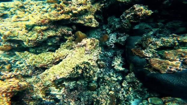 View of vibrant coral reef underwater Thailand.