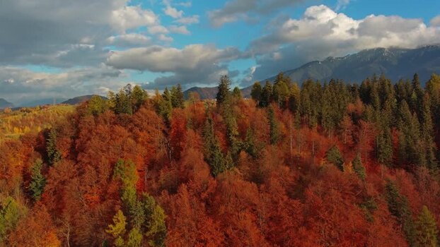 Aerial view of autumn forest in Transylvania Romania.