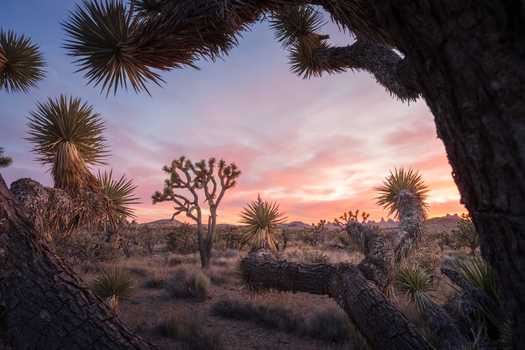 View of Joshua Tree National Park with iconic Joshua trees silhouetted against a vibrant sunset sky with pink and orange clouds over the desert landscape California United States. View of Joshua Tree National Park with iconic Joshua trees silhouetted against a vibrant sunset sky with pink and orange clouds over the desert landscape California United States.
