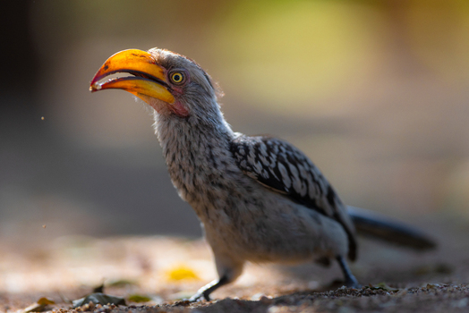 View of a Southern Yellow billed Hornbill with its distinctive large yellow beak standing on the ground in Kruger Park Mpumalanga South Africa. View of a Southern Yellow billed Hornbill with its distinctive large yellow beak standing on the ground in Kruger Park Mpumalanga South Africa.