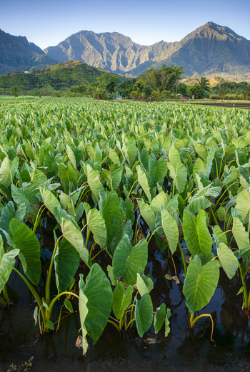 View of taro fields in the Hanalei Valley with lush green mountains under a clear blue sky in Hanalei Hawaii United States. View of taro fields in the Hanalei Valley with lush green mountains under a clear blue sky in Hanalei Hawaii United States.
