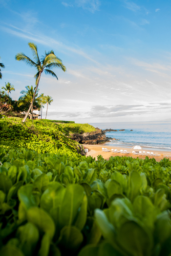 View of the tropical coastline of Maui with lush green vegetation palm trees and lounge chairs on the sandy beach in Maui County Hawaii United States.