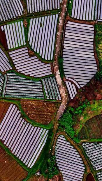 Aerial view of terraced agricultural fields in Bali Indonesia.