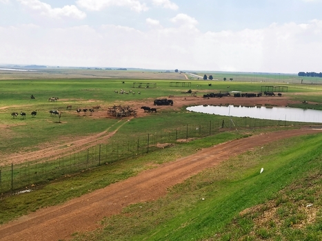 View of ostriches and buffalo grazing near a pond in a grassy field with a dirt road in the foreground in Middelburg Mpumalanga South Africa.