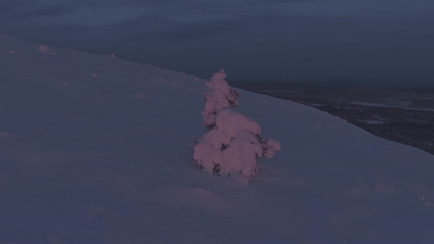 Aerial view of a snow covered tree on Luosto fell Finland. Aerial view of a snow covered tree on Luosto fell Finland.