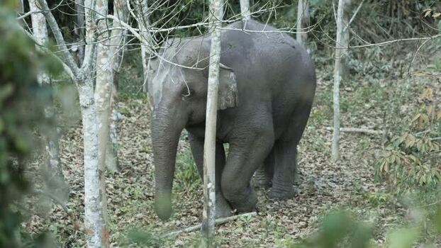 View of an elephant in a dense forest China.