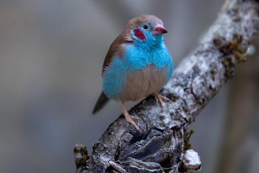 View of a Red cheeked Cordon bleu bird perched on a textured tree branch with a soft bokeh background in Mulhouse Grand Est France.