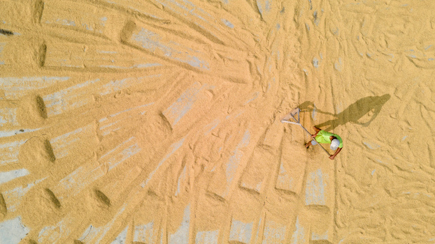 Aerial view of a farmer spreading golden rice grains with a rake to dry in the sun Baturaden Central Java Indonesia.