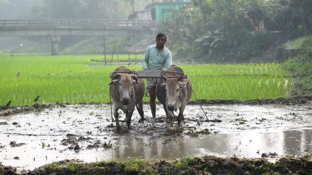 View of a farmer plowing a rice field with oxen in Bogura Bangladesh. View of a farmer plowing a rice field with oxen in Bogura Bangladesh.