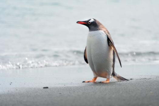 View of a Gentoo penguin standing on a dark volcanic sand beach with gentle ocean waves in the background Antarctica. View of a Gentoo penguin standing on a dark volcanic sand beach with gentle ocean waves in the background Antarctica.