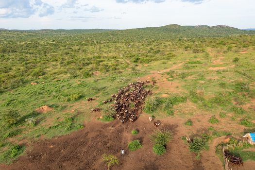 Aerial view of a herd of Ankole Long Horned Cattle grazing in the rolling green hills of the rural landscape in Mbarara Western Region Uganda.