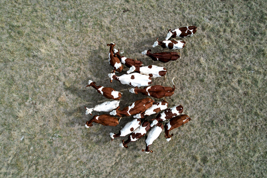 Aerial view of a herd of brown and white cows grazing in a dry grassy field in France.