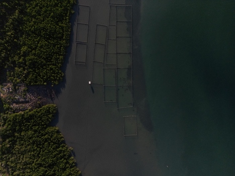 Aerial view of Galang Baru featuring fish farm cages along the lush green coastline in Galang Riau Islands Indonesia. Aerial view of Galang Baru featuring fish farm cages along the lush green coastline in Galang Riau Islands Indonesia.