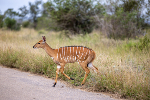 View of a female nyala antelope walking across a paved road surrounded by green shrubs and dry grass in Kruger National Park Skukuza Mpumalanga South Africa. View of a female nyala antelope walking across a paved road surrounded by green shrubs and dry grass in Kruger National Park Skukuza Mpumalanga South Africa.