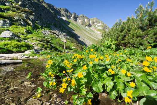 View of yellow wildflowers blooming by a mountain stream at Razcestie pod Hrubou Kopou with the rocky peaks of the Western Tatras in Ziar Zilina Region Slovakia. View of yellow wildflowers blooming by a mountain stream at Razcestie pod Hrubou Kopou with the rocky peaks of the Western Tatras in Ziar Zilina Region Slovakia.