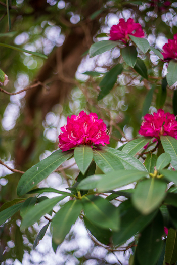 View of vibrant pink rhododendron flowers in bloom with lush green leaves and soft bokeh background in Looe Cornwall United Kingdom. View of vibrant pink rhododendron flowers in bloom with lush green leaves and soft bokeh background in Looe Cornwall United Kingdom.