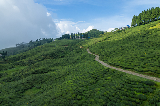 Aerial view of a lush green tea plantation with a winding dirt path rolling hills and trees under a blue sky in Nepal.