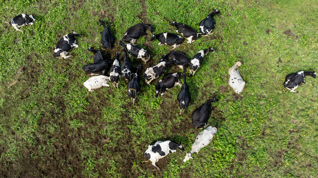 Aerial view of a herd of black and white cows resting on a lush green pasture with patches of dark soil Sete Cidades Azores Portugal. Aerial view of a herd of black and white cows resting on a lush green pasture with patches of dark soil Sete Cidades Azores Portugal.
